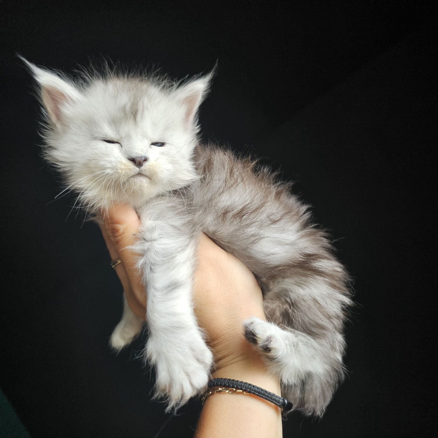 Koteczka  Maine coon rodowód fpl FIFe