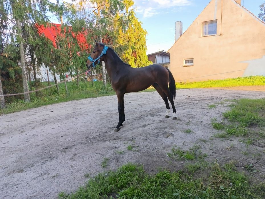 Ogierek po BLITZ AL Z