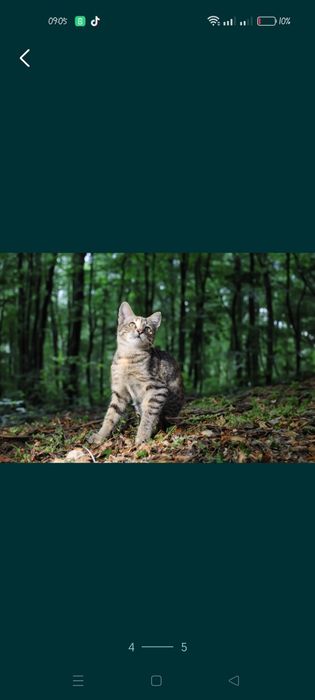 Кошеня орієнтальної і Саванна ф7 дівчинка