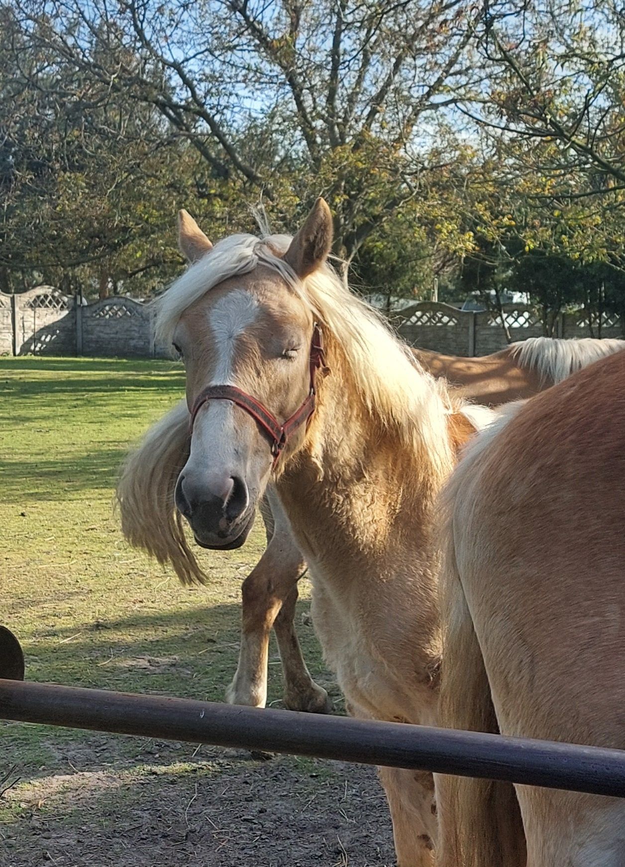 Klacz i ogier rasy haflinger