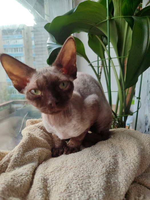 Дівчинка девон рекс