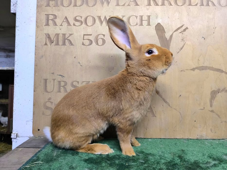 Burgund burgundzki samce rodowód