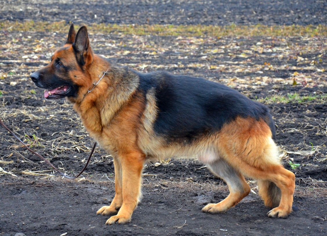 Гарнющі цуценята