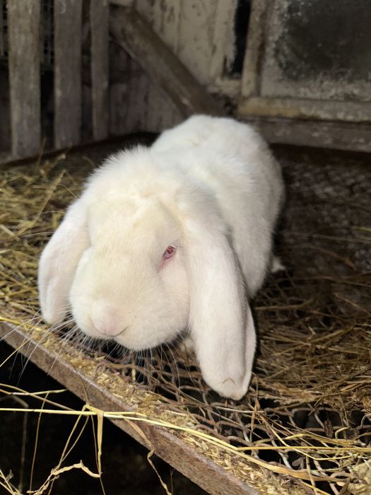 Pilnie sprzedam króliki zające
