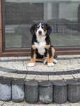 Entlebucher Sennenchund FCI