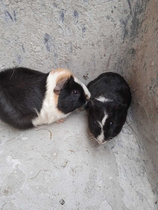 Świnki morskie  młode