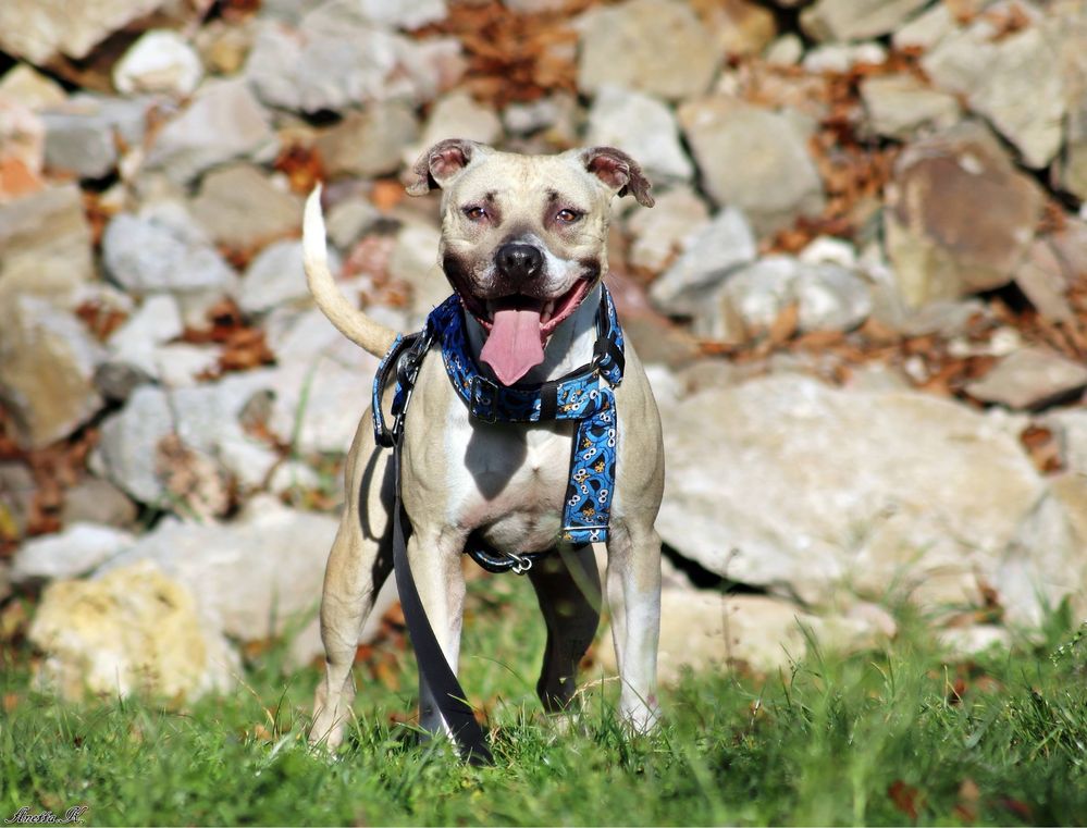 Renesme cudowna pitbullka czeka na dom