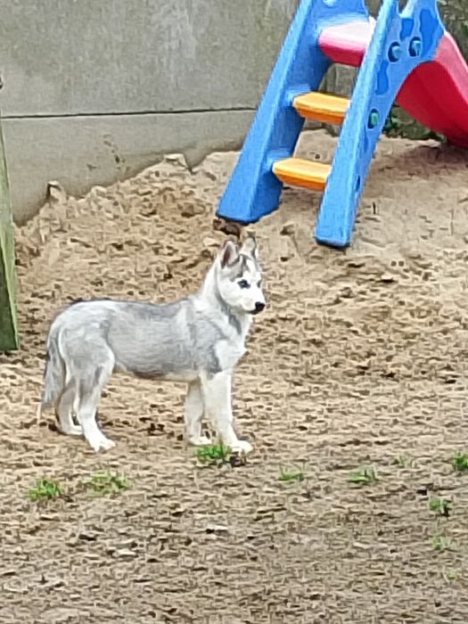 Piesek Szczeniaczek Syberian husky
