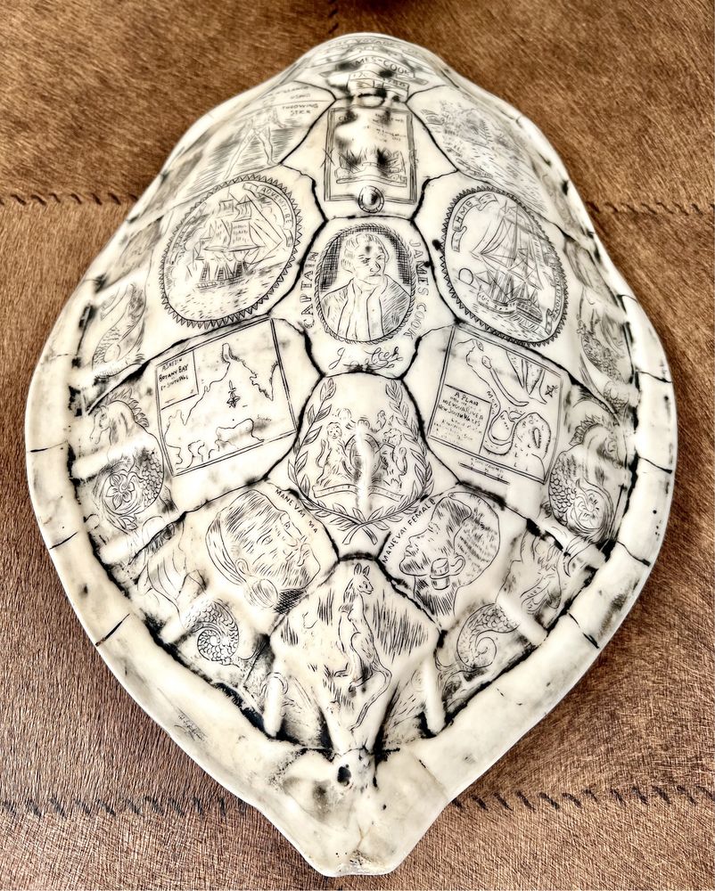 Skorupa żółwia dekoracja figurka żółw obraz
