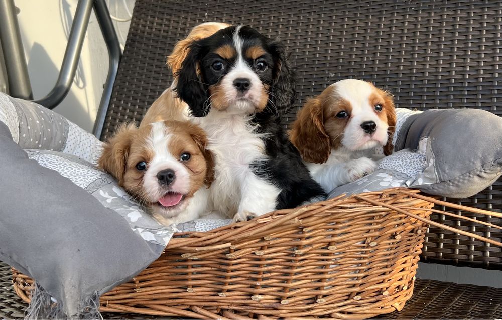 Cavalier King Charles Spaniel Szczeniak z Rodowodem