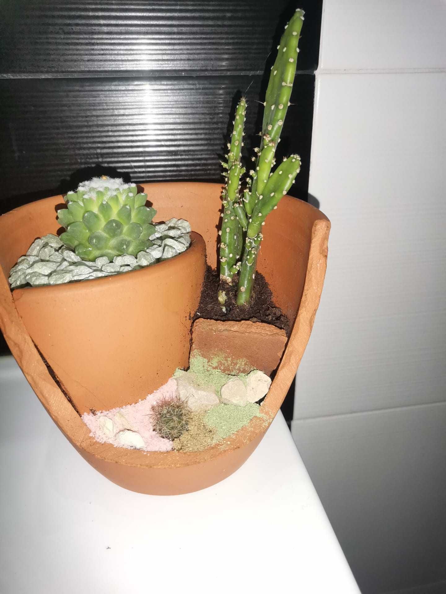 Decoracao de vasos com cactos e soculentas