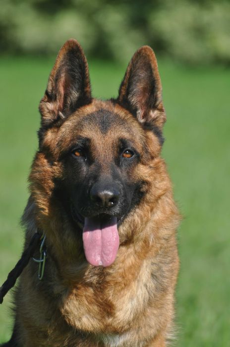 Owczarek  Niemiecki  InterChampion Reproduktor Krycie FCI/ZKWP