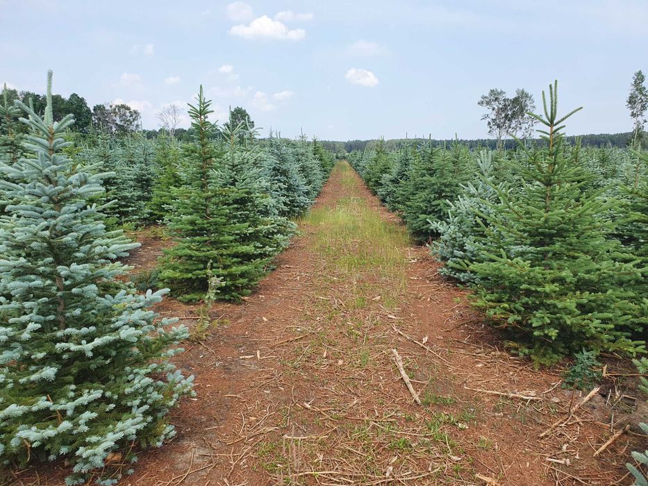 Świerk kłujący cięty 175-250 cm/ w donicy 60-180 cm/ TuChoinki.pl