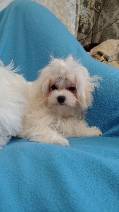 Продам мальтезе хлопчик