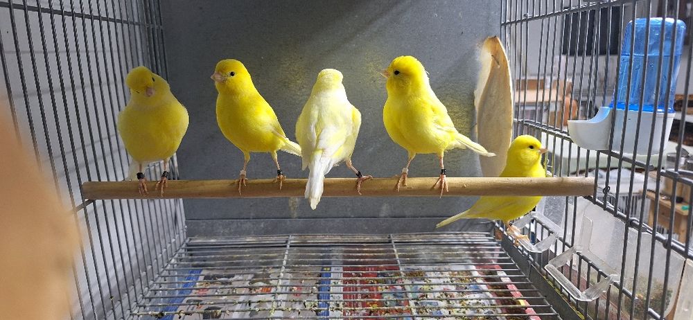 Lote 5 canários- 4 fêmeas amarelas e 1 macho branco recessivo