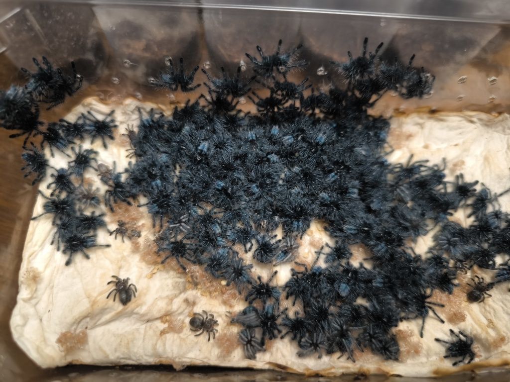 Caribena versicolor l1