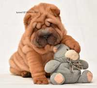 Клубные мальчик и девочка, шарпей, shar pei