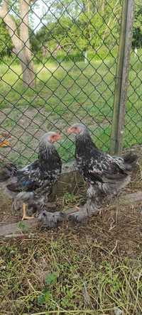 Gallos Brahma Perdiz Dark