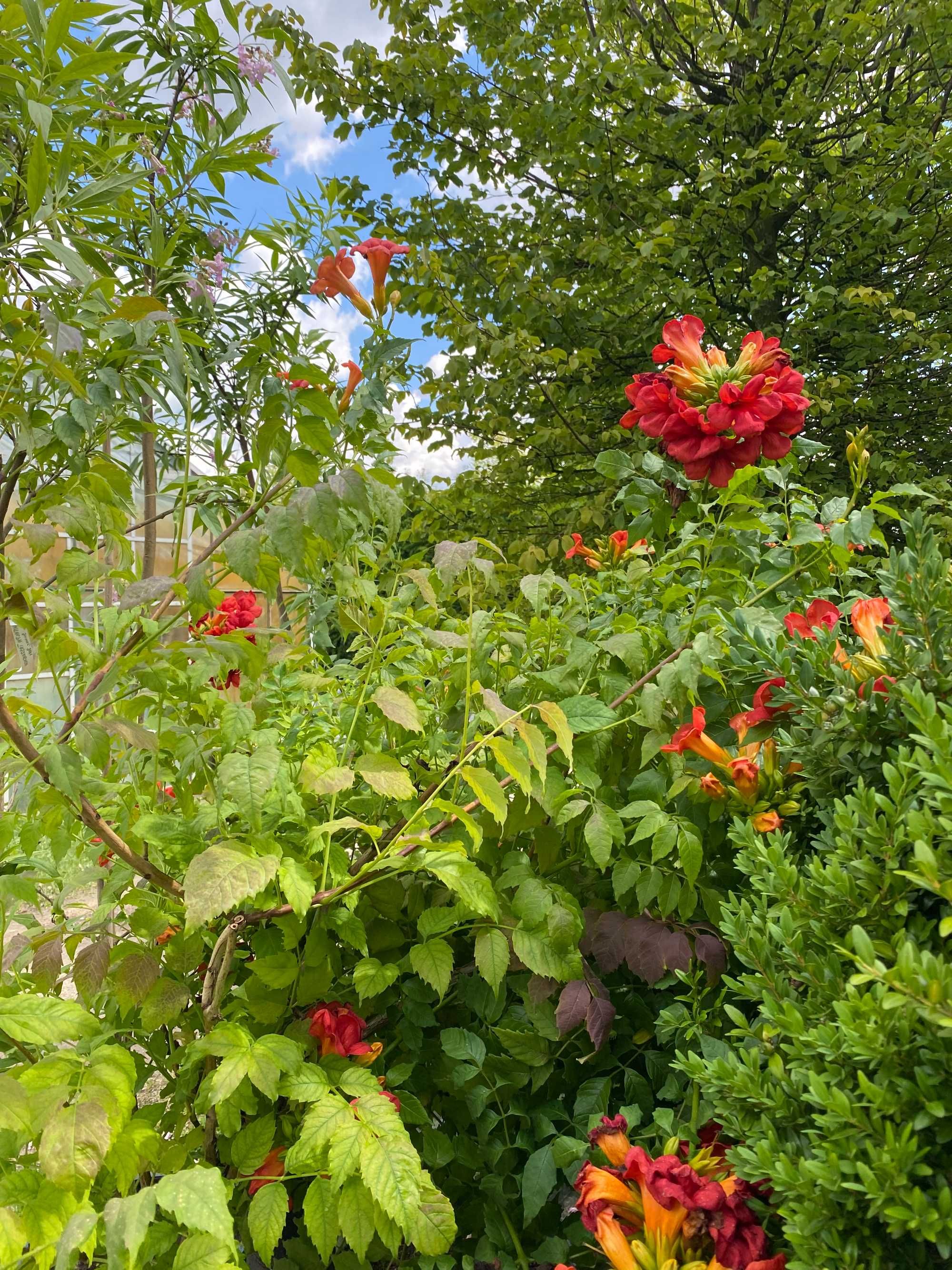 Milin pośredni Fire Trumpet Vine Pa 80