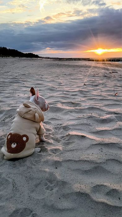 Super chłopiec bulterier miniaturowy