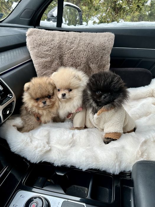 Szpic miniaturowy -pomeranian