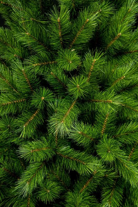 Штучна ялинка Сосна Канадська 1,5м