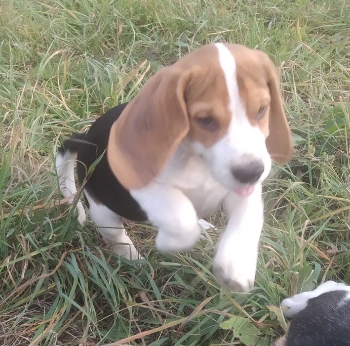 Szczenię Beagle pies z rodowodem