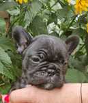 Buldog francuski