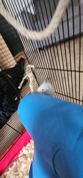 Młode szczurki domowe