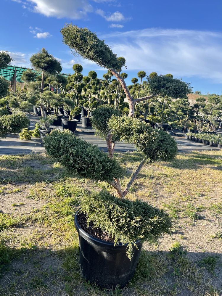 BONSAI Jałowiec Hetzii 130-150 cm Cena 3500 zł