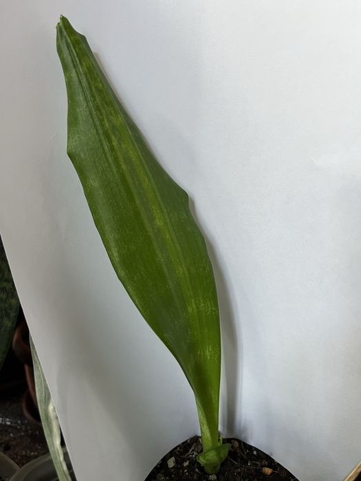 Молоді рослини Сансівієрії