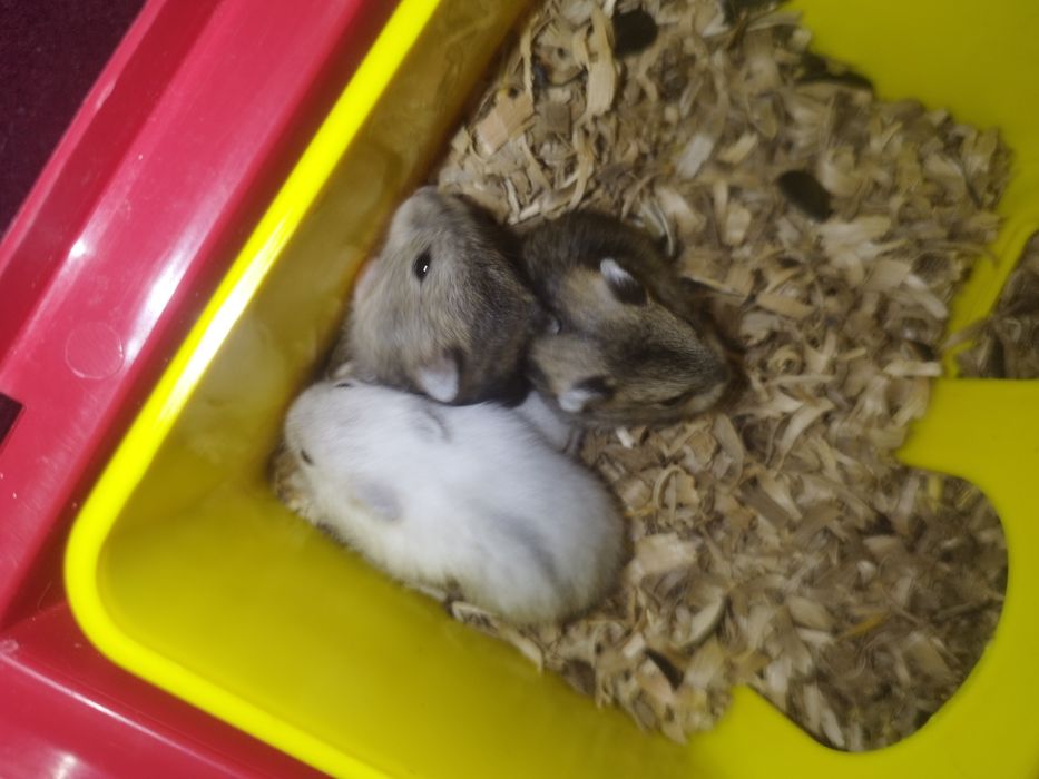 Хом'як джунгарик