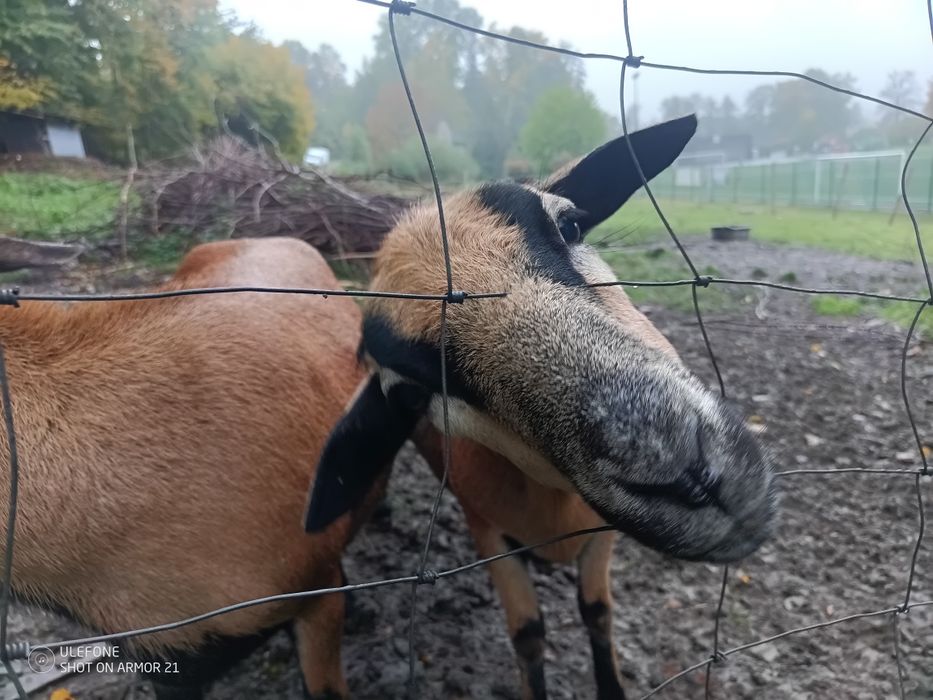 Wyprzedaż. Owce kameruńskie / owca baran