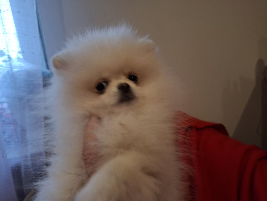 Sunia szpic miniaturowy pomeranian