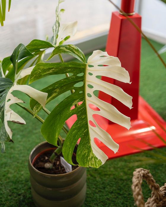 Plantas Interior (Monstera, Philodendron, ect)