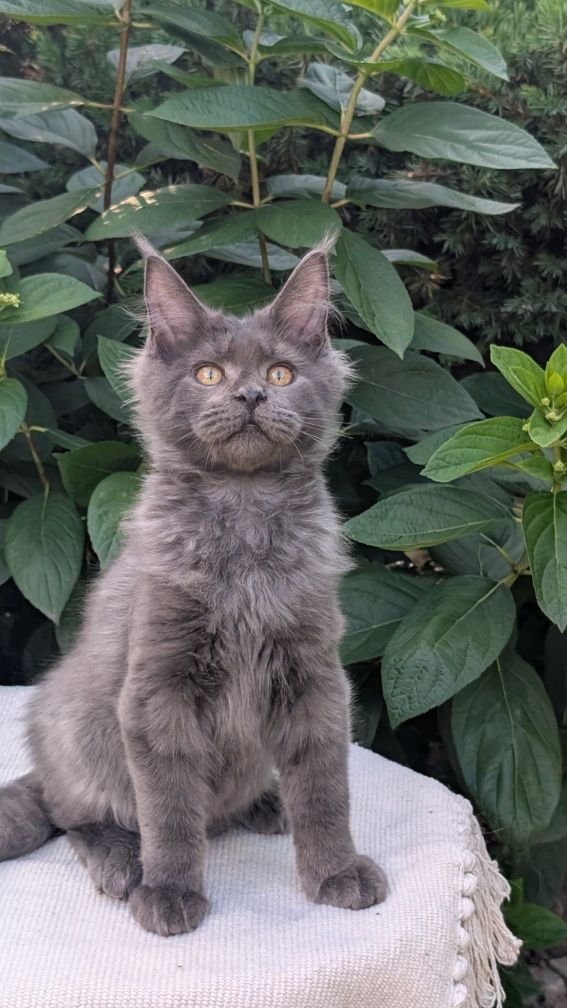 Kocurek niebieski solid Maine Coon. Opcja hodowlana. Zapraszamy