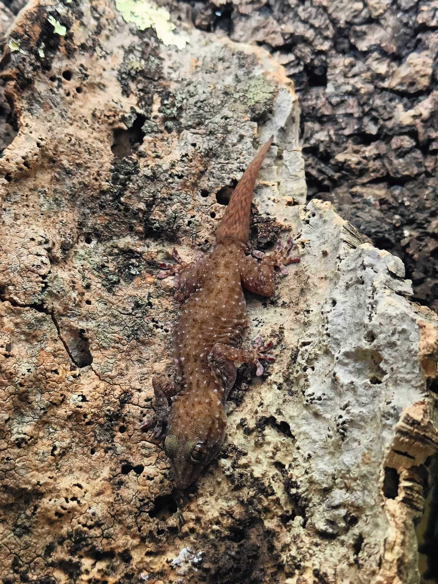 Jaszczurka Tarentola parvicarinata