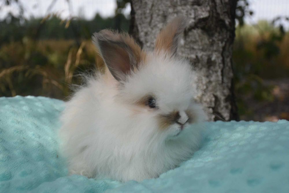 Angora Angielska YORCZEK: Dostępne różne kolory