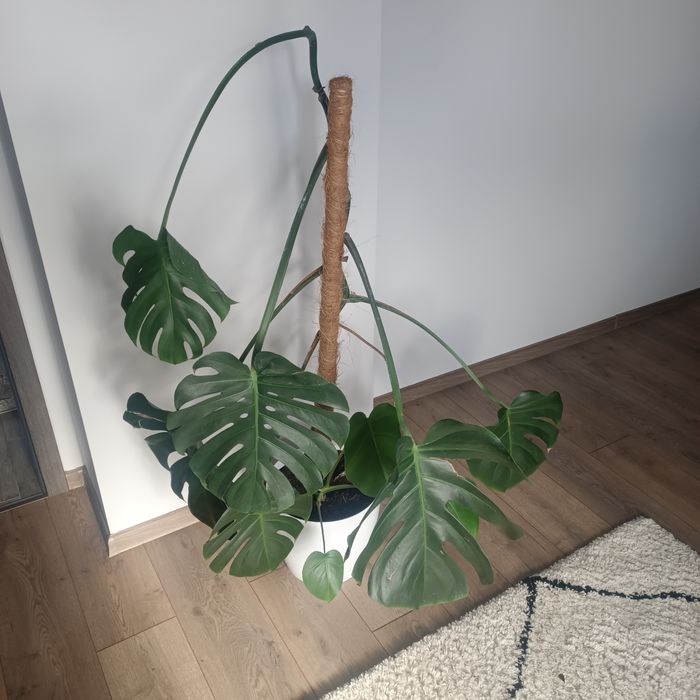 Monstera duże liscie