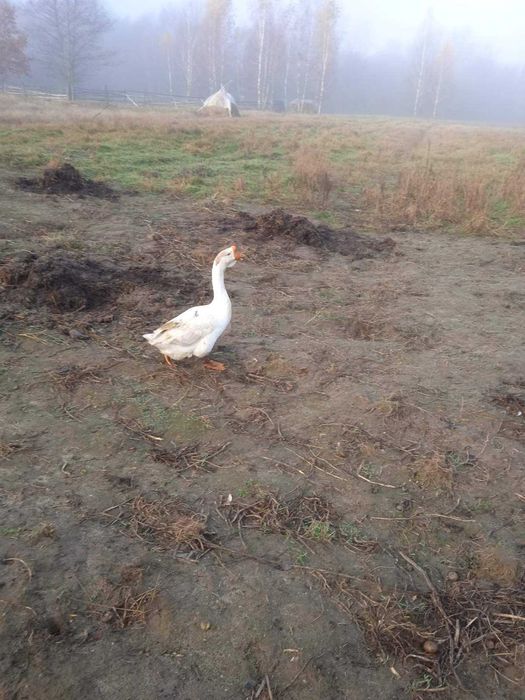 Продам гусака пивтораричного билого