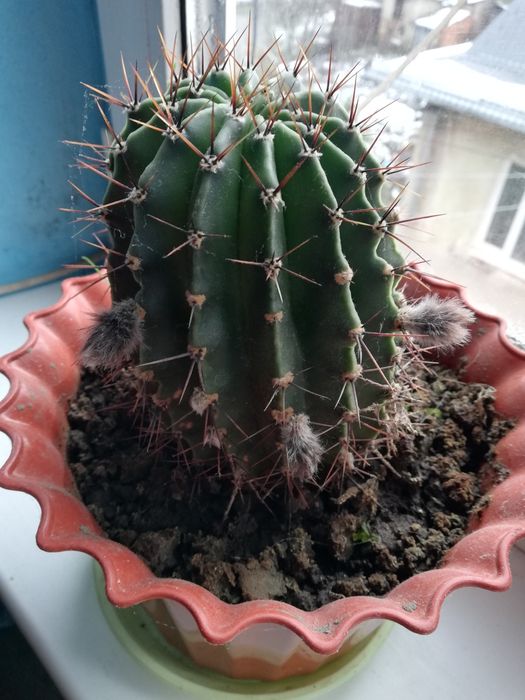 Кактуси, кактуси