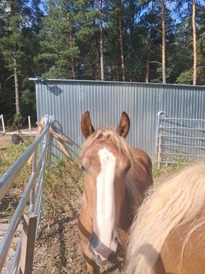 Konie zimnokrwiste