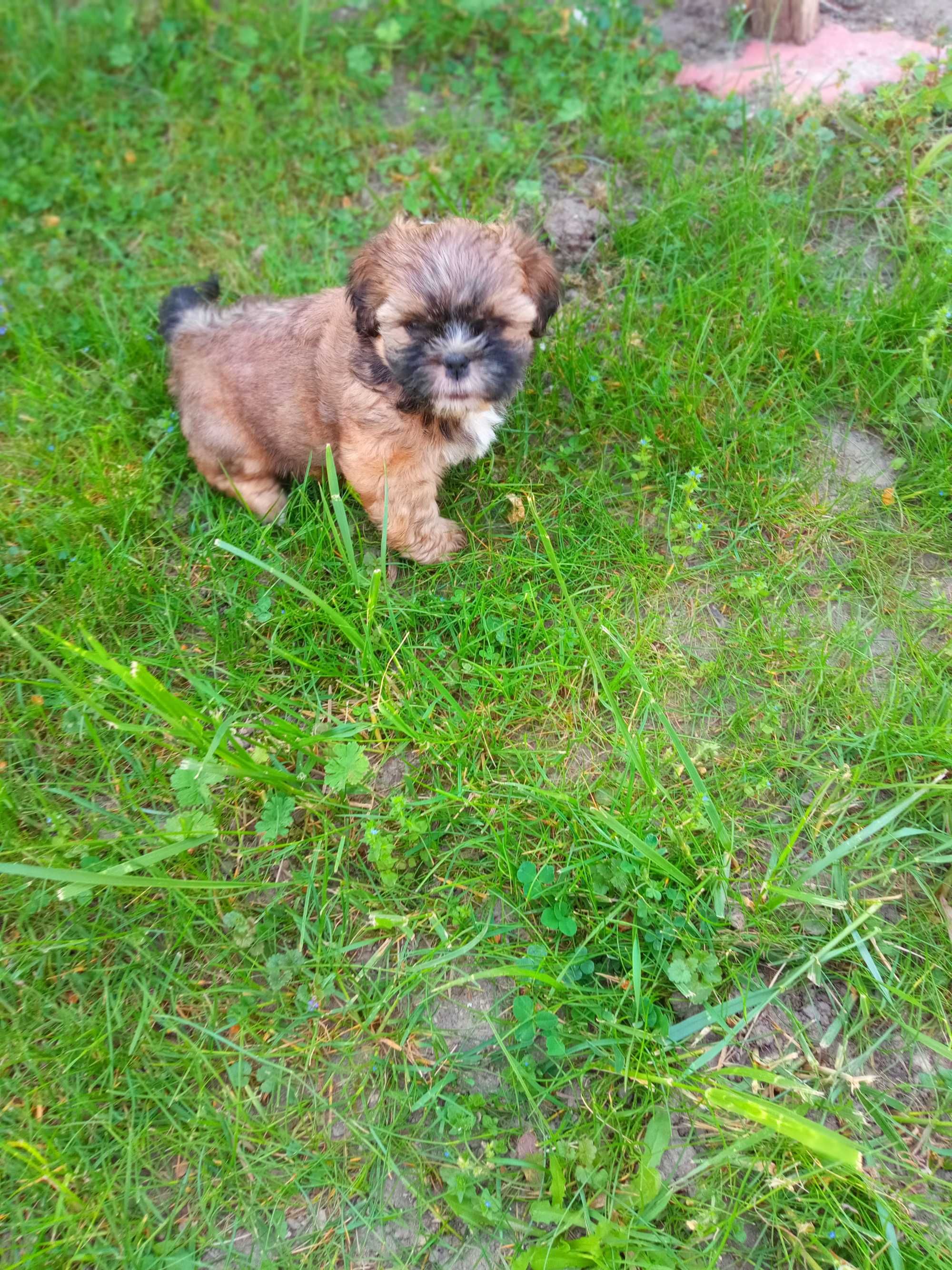 Pies Mini  Shih Tzu  czekoladowo brązowy  v pok . Rodowód do odbioru.