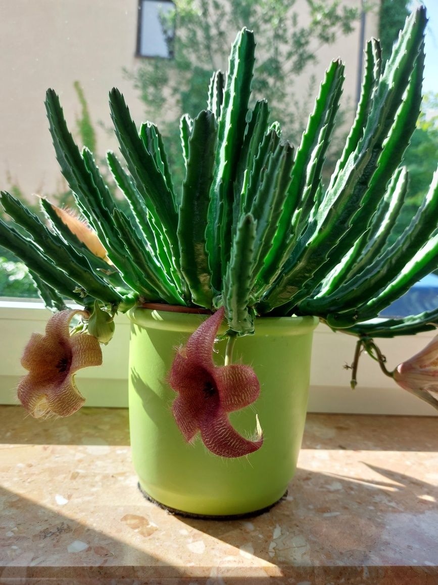 Stapelia, gwiazda szeryfa.