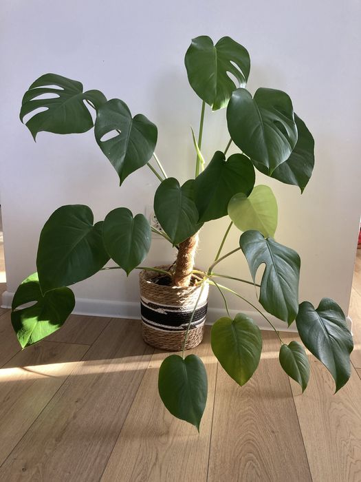 Monstera kwiat doniczkowy roslina duza