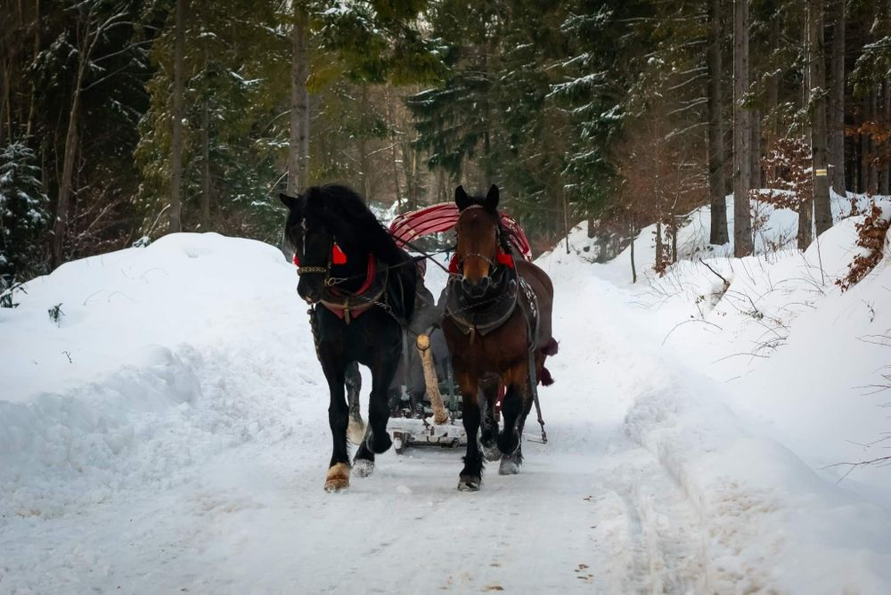 Zapraszamy na kuligi do Istebnej