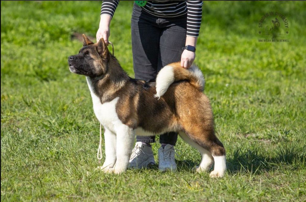 Профессиональный питомник Американских Акит - Strider in Diversity