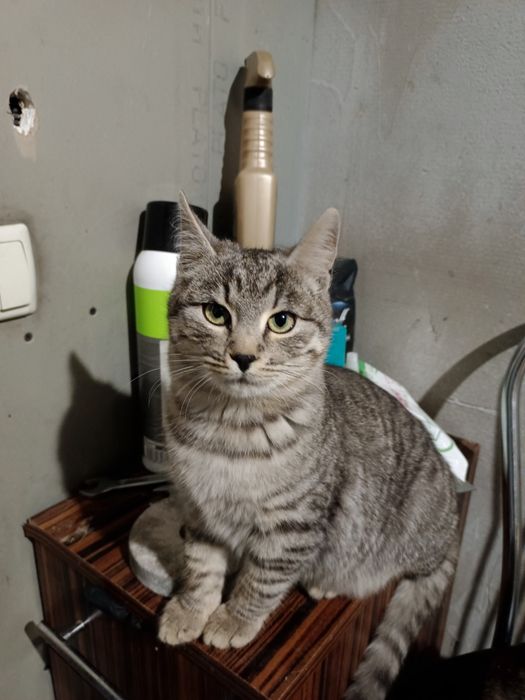 Гарні котики в добрі руки