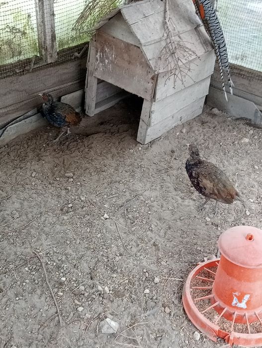 Bażanty mongolskie i melanistyczne