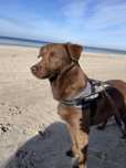 Cudna sunia do adopcji Zachodniopomorskie